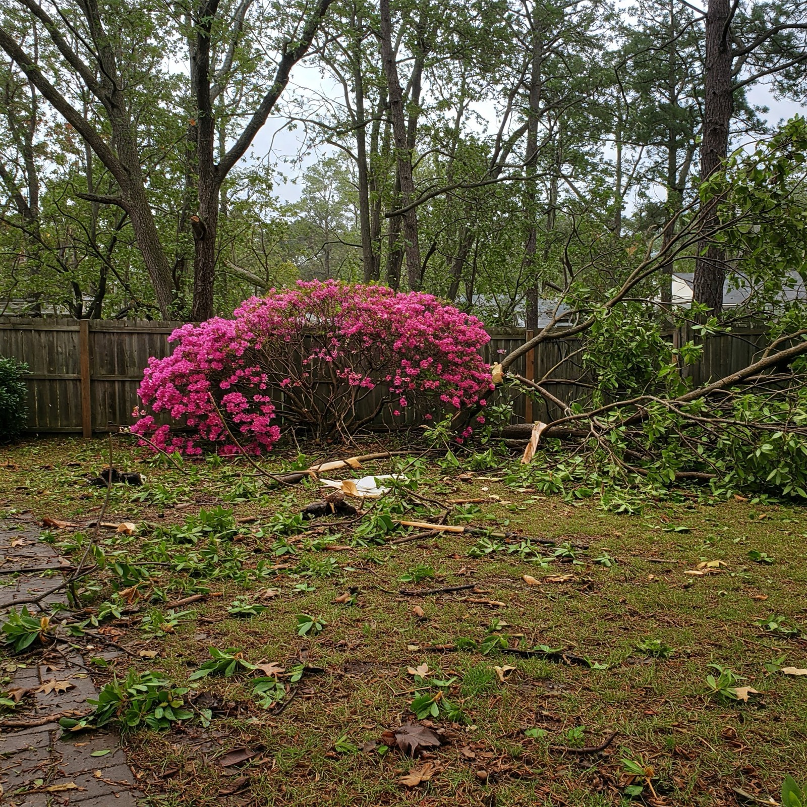 Debris Removal Service in Cypress, TX