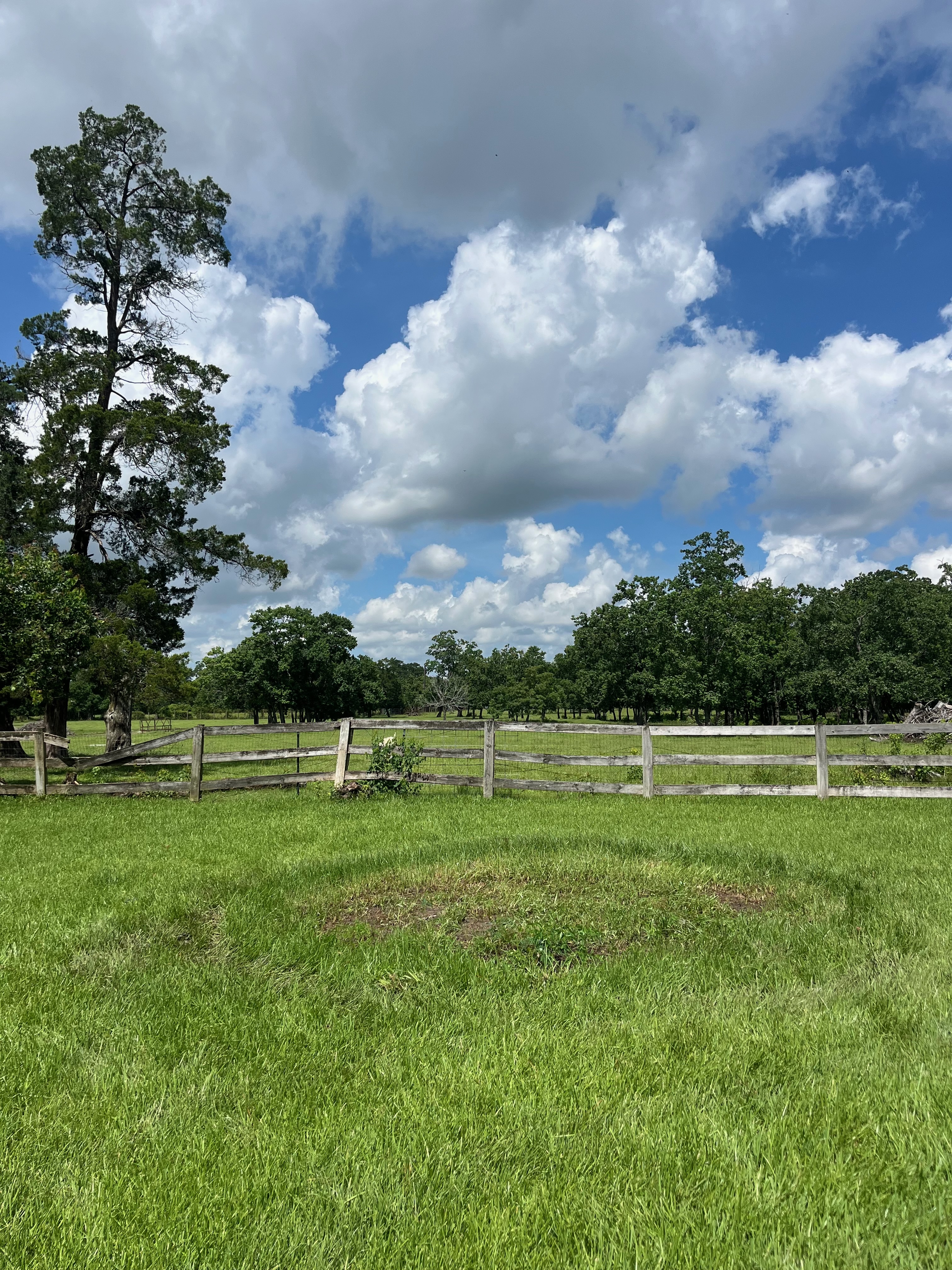 After — Trampoline Removal in Cypress, TX